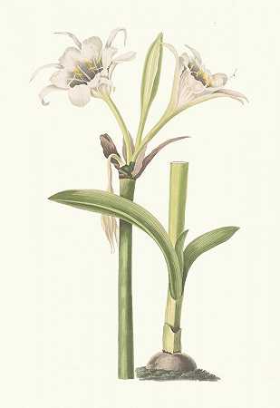 板蓝根。`Pancratium Calathinum. (1834) by Priscilla Susan Bury
