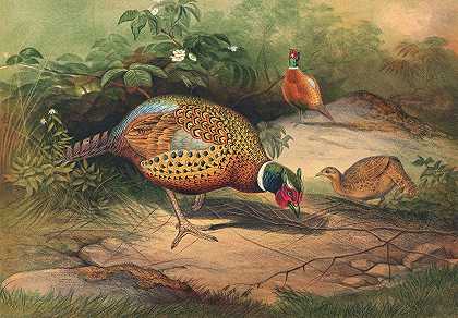 中国野鸡`The Chinese Pheasant (1861~1867) by Joseph Wolf