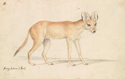 灰狗洞`Greyhound Dhole (1837) by Charles Hamilton Smith