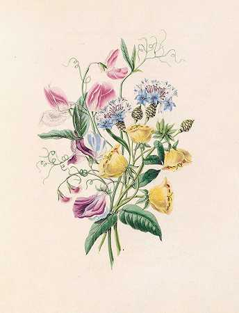 甜豌豆、半人马座蓝螺和月见草`Sweet Pea, Bluebottle Centaury, And Evening Primrose (1847) by James Ackerman