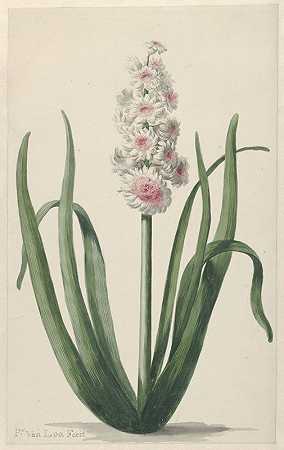 开花风信子`Bloeiende hyacint (1745 ~ 1784) by Pieter van Loo