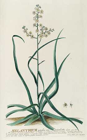 美拉锡`Melanthium (1750~1773) by Georg Dionysius Ehret