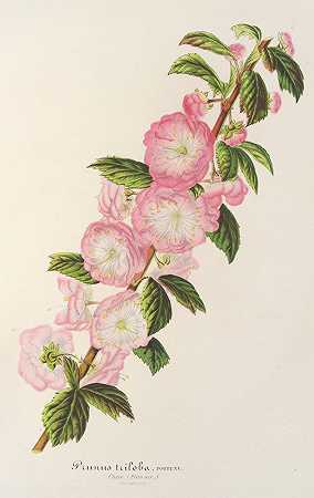 第一个三叶虫`Prunus triloba (1854~1896) by Charles Antoine Lemaire