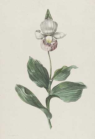 兰花女鞋（Cypipedium reginae Walter）`Orchidee Vrouwenschoentje (Cypripedium reginae Walter) (1793) by Hendrik Schwegman