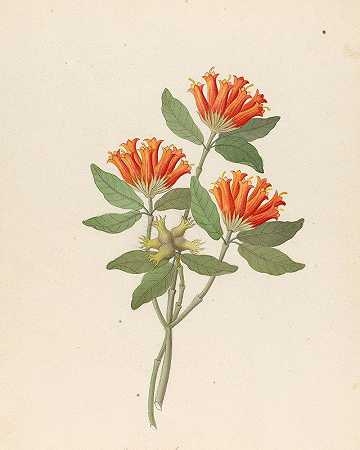 新栀子[Burchellia bubalina]`Gardenia Nova Sp. [Burchellia bubalina] (1817) by Clemenz Heinrich Wehdemann
