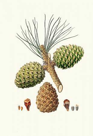 松果松=石松。`Pinus pinea = The stone pine. (1837) by Aylmer Bourke Lambert