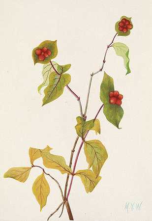 道格拉斯金银花（水果）。灰毡毛忍冬`Douglas Honeysuckle (fruit). Lonicera glaucescens (1925) by Mary Vaux Walcott
