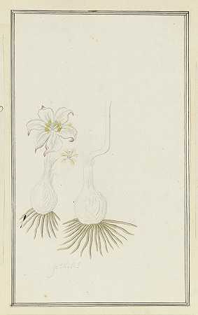 盖特利斯。`Gethyllis sp. (Kukumakranka) (1777 ~ 1786) by Robert Jacob Gordon