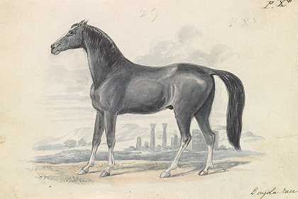 东戈拉马`Dongola Horse (1837) by Charles Hamilton Smith