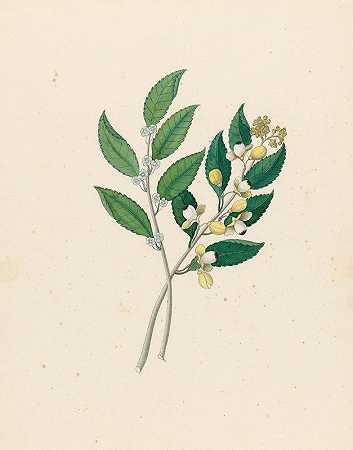 鼠李[Curtisia dentata]`Rhamnus [Curtisia dentata] (1817) by Clemenz Heinrich Wehdemann