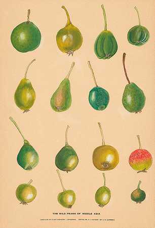 中亚的野生梨`The Wild Pears of Middle Asia by Nikolai Ivanovich Vavilov