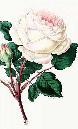 玫瑰，纪念品d伊莉丝`Rose, Souvenir dElise (1852~1861)