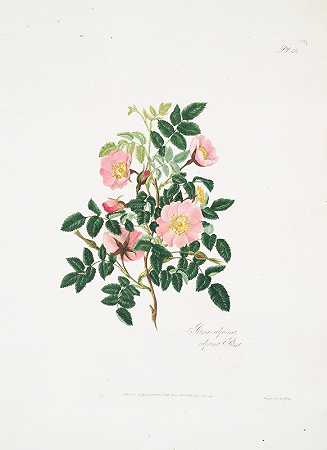 高山玫瑰`Rosa alpina (1799) by Mary Lawrance