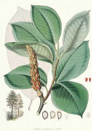 白玉兰，H.f.et T.（叶状果实植物）`Magnolia Campbellii, H.f. et T. (Fruiting plant in foliage) (1855) by Walter Fitch Hood