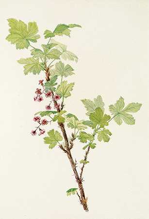 带刺的醋栗（花）。（Ribes lacustre）`Prickly Currant (flower). (Ribes lacustre) (1925) by Mary Vaux Walcott