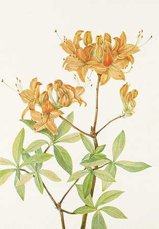 火杜鹃花。（掌声）`Flame Azalea. (Azalea lutea) (1925) by Mary Vaux Walcott