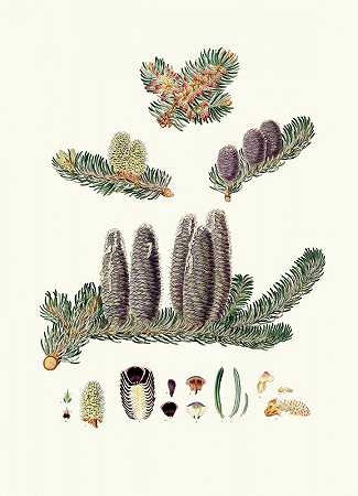 香松=基列冷杉的香脂`Pinus Balsamea = Balm of Gilead fir (1837) by Aylmer Bourke Lambert