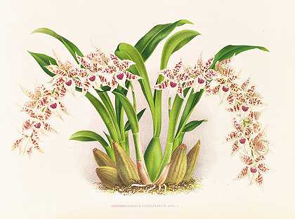 亮齿舌草`Odontoglossum lucianianum (1885~1906) by Jean Jules Linden