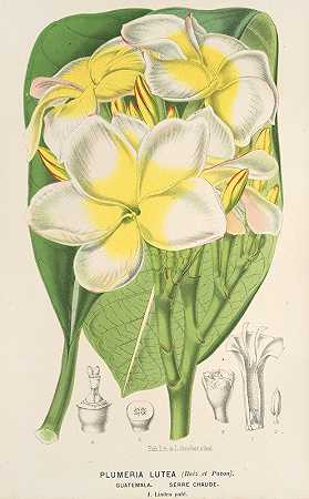 普卢默难题`Plumeria lutea (1854~1896) by Charles Antoine Lemaire