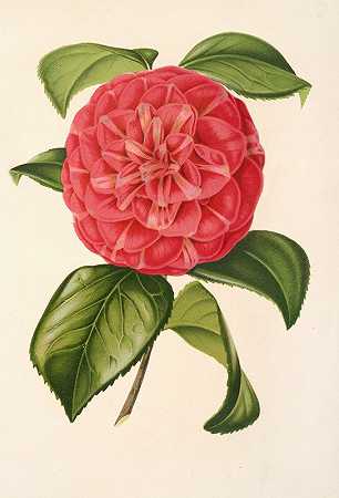 花茶`Camellia Francesco Burlamachi (1854~1896) by Charles Antoine Lemaire