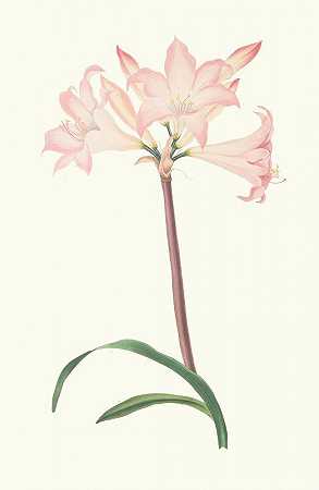 颠茄石蒜`Amaryllis Belladonna (1834) by Priscilla Susan Bury