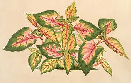 DarkOrangeAlternanthera`Alternanthera amabilis tricolor (1854~1896) by Charles Antoine Lemaire