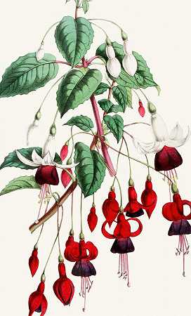 紫红色II`Fuchsia II (1852~1861)