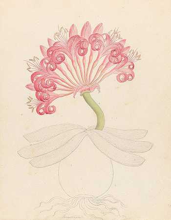 布伦斯维贾[阿莫查里斯·科拉尼卡]`Brunswigia [Ammocharis coranica] (1817) by Clemenz Heinrich Wehdemann