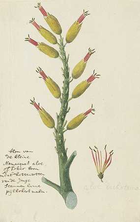 二歧芦荟（箭袋树或Kokerboom）`Aloe dichotoma Masson (Quiver tree or Kokerboom) (1777 ~ 1786) by Robert Jacob Gordon