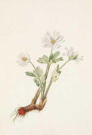 血根。美洲血根草`Bloodroot. Sanguinaria canadensis (1925) by Mary Vaux Walcott