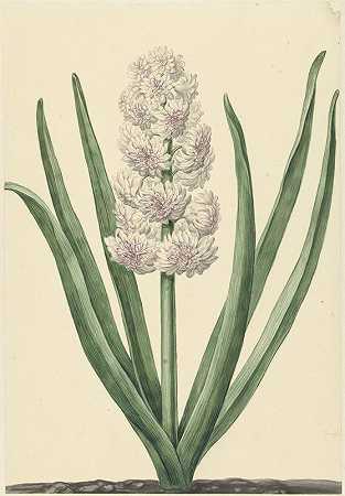 粉白色风信子州将军`De rozewitte hyacint Staaten Generaal (1734) by Abraham Hendrik van Beesten