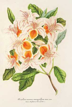 放大镜`Azalea magnifica (1854~1896) by Charles Antoine Lemaire