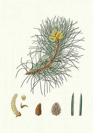落叶松=科西嘉松`Pinus laricio = Corsican pine (1837) by Aylmer Bourke Lambert