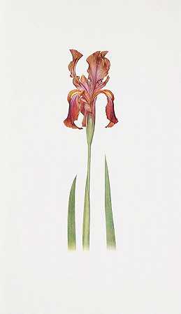 白花鸢尾`Iris stolonifera (1913) by William Rickatson Dykes