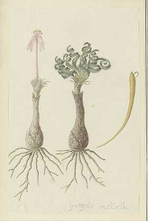 革提利斯蓝绿玛洛`Gethyllis lanuginose Marloth [Gethyllis villosa] (Kukumakranka) (1777 ~ 1786) by Robert Jacob Gordon