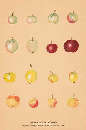 高加索的野苹果`The Wild Apples of Caucasus by Nikolai Ivanovich Vavilov