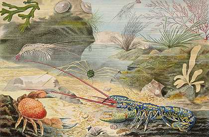 十字架`Crustacés (1866) by Alfred Frédol