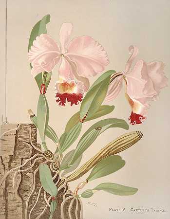 卡特利亚特里亚纳`Cattleya Trianae (1885) by Harriet Stewart Miner