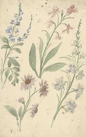 粉色和蓝色花朵的四项研究`Vier studies van roze en blauwe bloemen (1677 ~ 1755) by Elias van Nijmegen