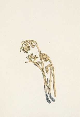 淡松树汁。美洲次生鱼`Pale Pinesap. Hypopitys americana (1925) by Mary Vaux Walcott