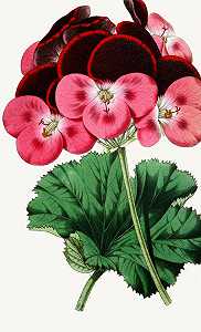 天竺葵`
Pelargonium (1852~1861)