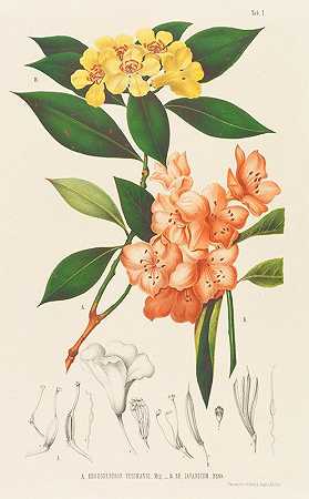 年鉴植物博物馆`Annales musei botanici (1863) by Friedrich Anton Wilhelm Miquel