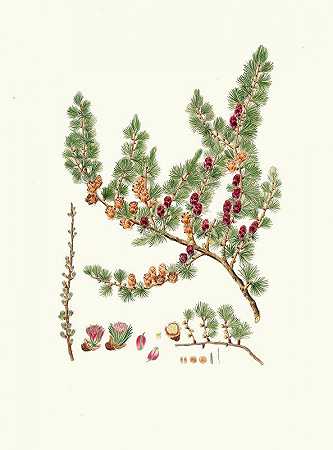 小松=红松`Pinus microcarpa = Red larch (1837) by Aylmer Bourke Lambert