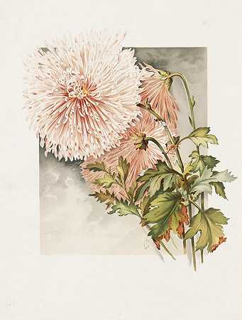菊花`Chrysanthemums (ca. 1861–1897) by James Callowhill
