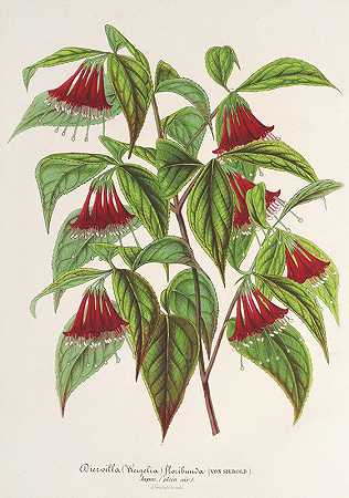 多花迪尔维利亚`Diervilla (Weigelia) multiflora (1854~1896) by Charles Antoine Lemaire