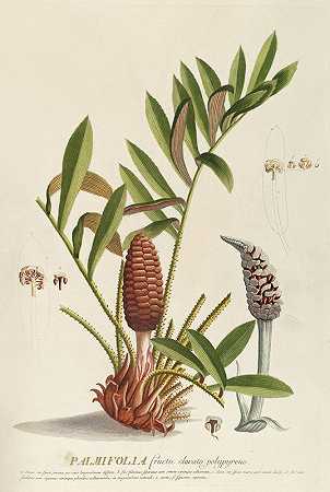 棕榈叶`Palmifolia (1750~1773) by Georg Dionysius Ehret