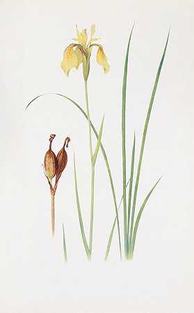 蝴蝶花`Iris Forrestii (1913) by William Rickatson Dykes