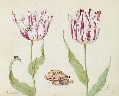 两朵带壳的郁金香和瓢虫`Twee tulpen met schelp en lieveheersbeestje (1639) by Jacob Marrel