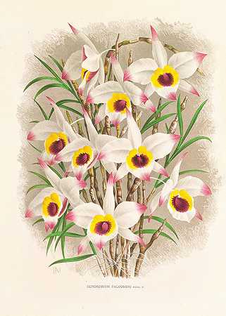 镰刀石斛`Dendrobium Falconeri (1885~1906) by Jean Jules Linden