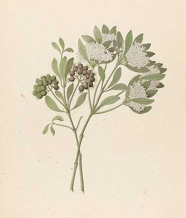 帕维塔·卡夫拉[Pavetta lanceolata]`Pavetta caffra [Pavetta lanceolata] (1817) by Clemenz Heinrich Wehdemann